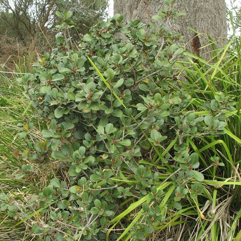 Rhaphiolepis umbellata