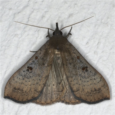 Rhapsa suscitatalis