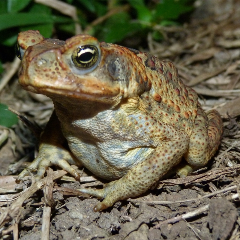 Rhinella marina