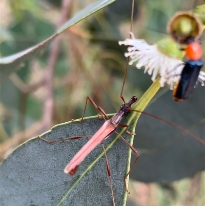 Rhinophthalmus nasutus