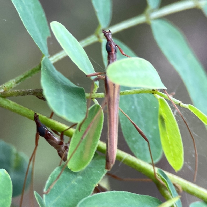 Rhinophthalmus sp.