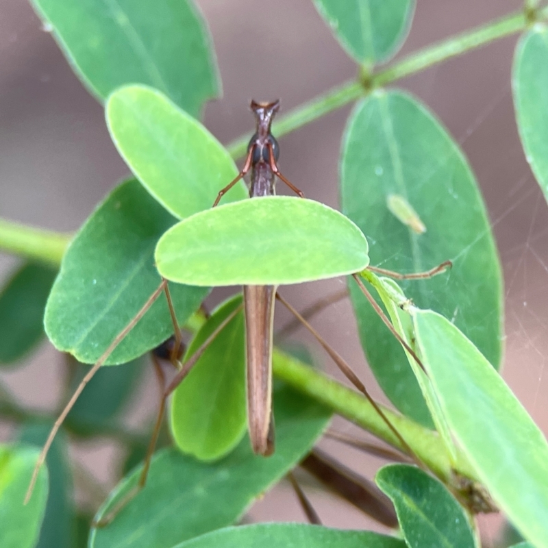 Rhinophthalmus sp.