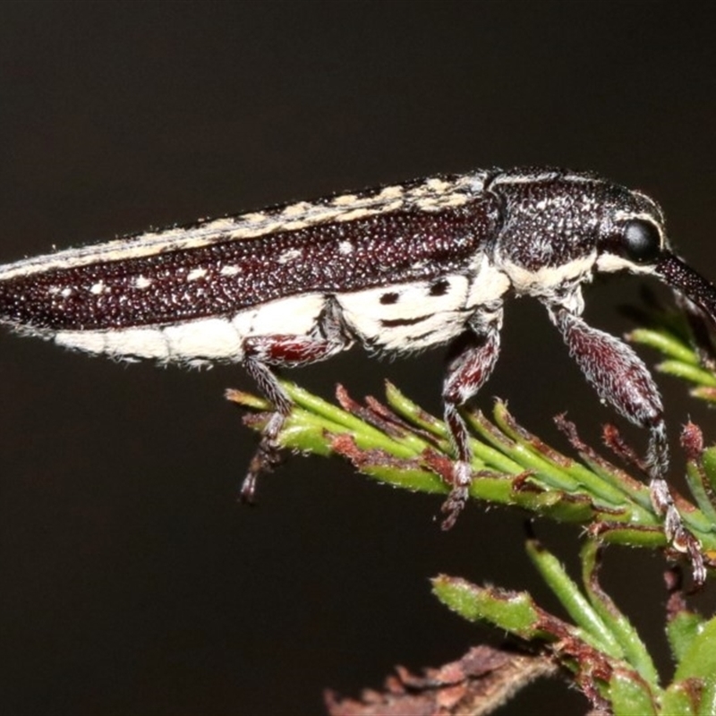 Rhinotia adelaidae