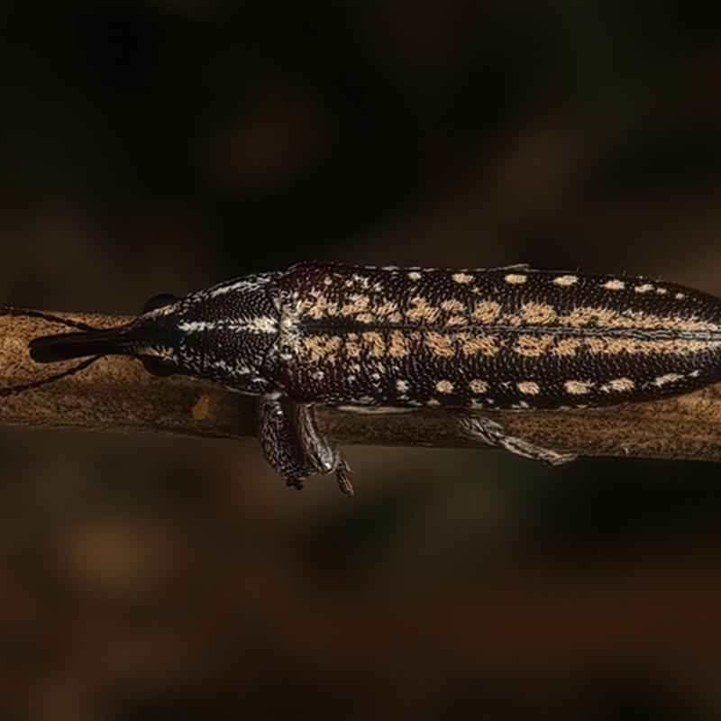 Rhinotia adelaidae