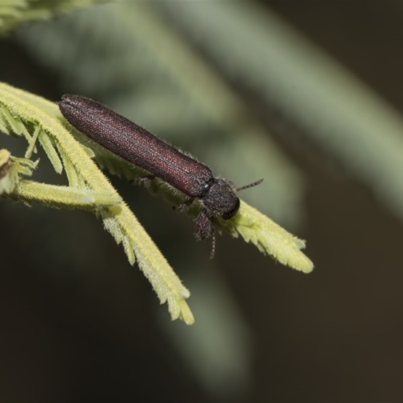 Rhinotia filiformis