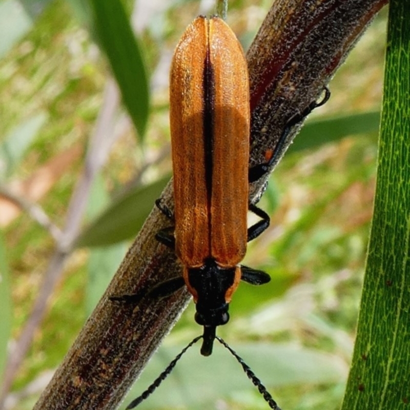 Rhinotia haemoptera