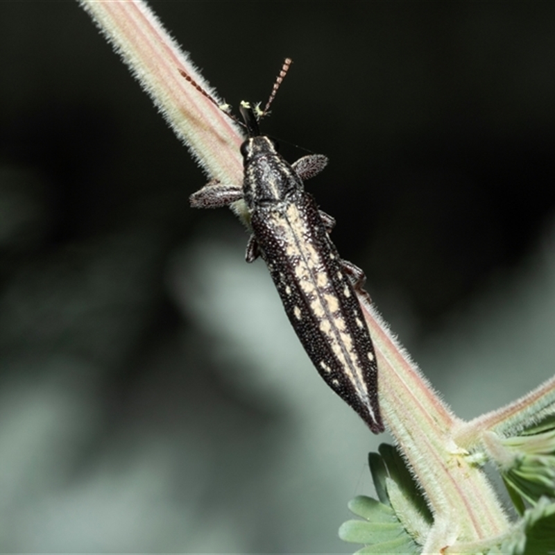 Rhinotia hemisticta