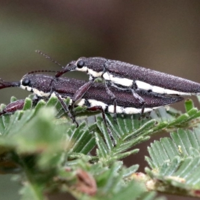 Rhinotia phoenicoptera