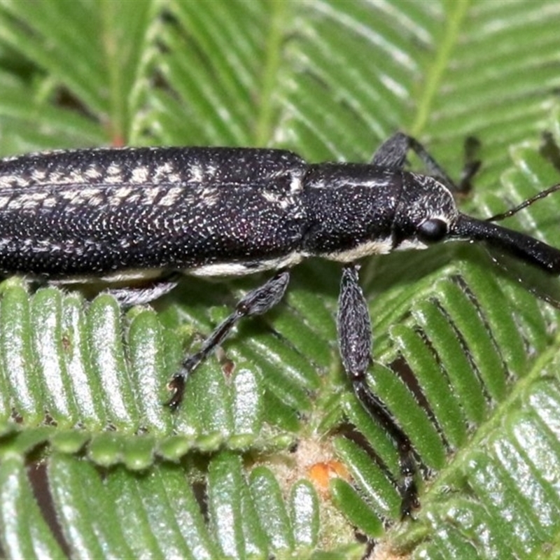 Rhinotia sp. in brunnea-group