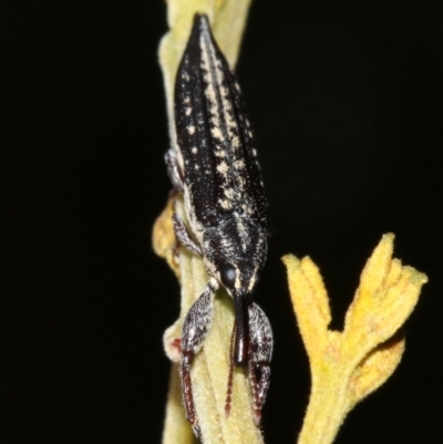 Rhinotia sp. in semipunctata group