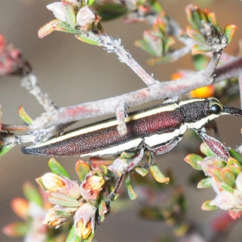 Rhinotia suturalis