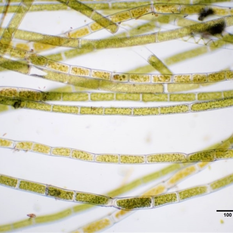 Rhizoclonium sp.