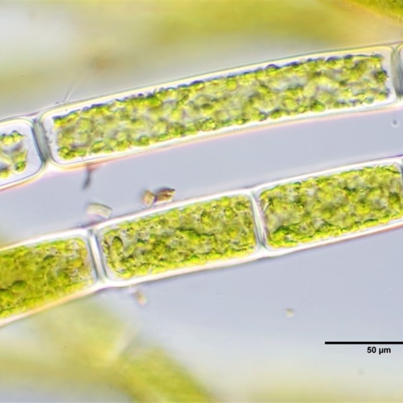 Rhizoclonium sp.