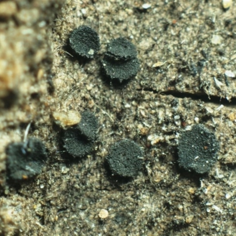 Rhizodiscina lignyota