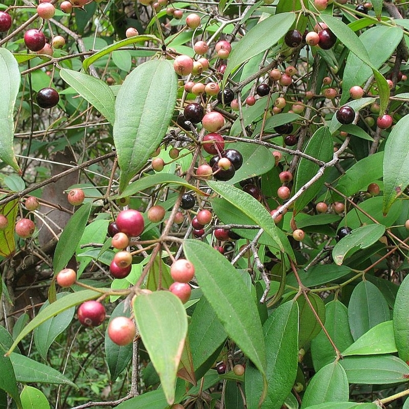 Rhodamnia rubescens