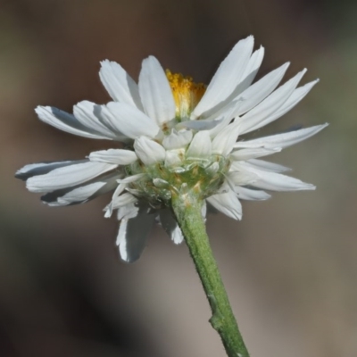 Rhodanthe anthemoides