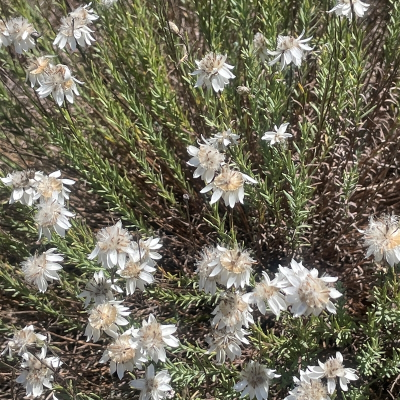 Rhodanthe anthemoides