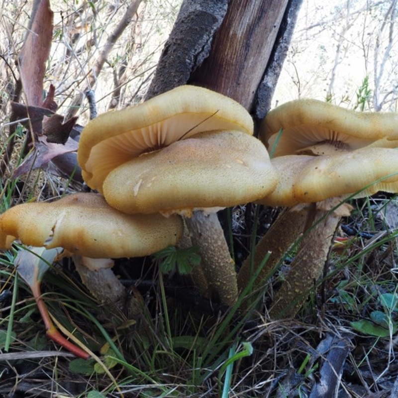 Armillaria luteobubalina