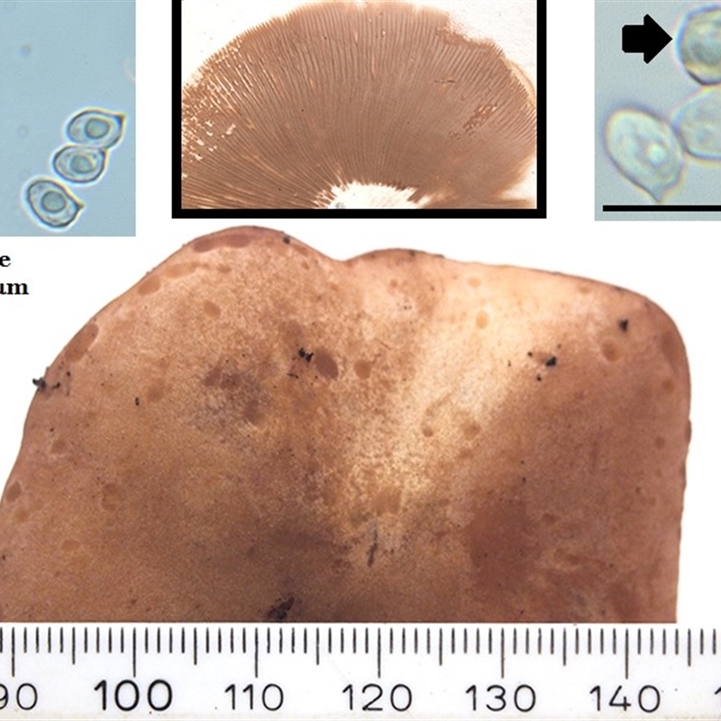 Rhodocybe 'lateritia group'