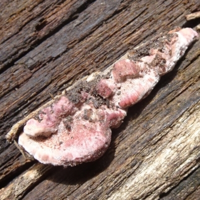 Rhodofomitopsis lilacinogilva