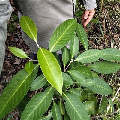 Rhodomyrtus psidioides