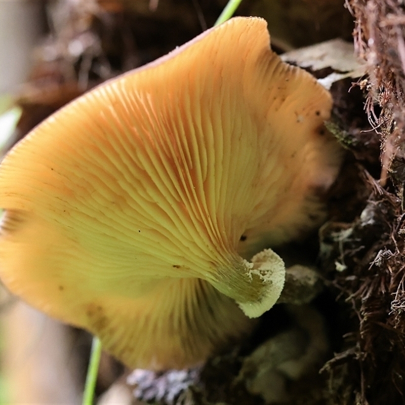 Armillaria sp.