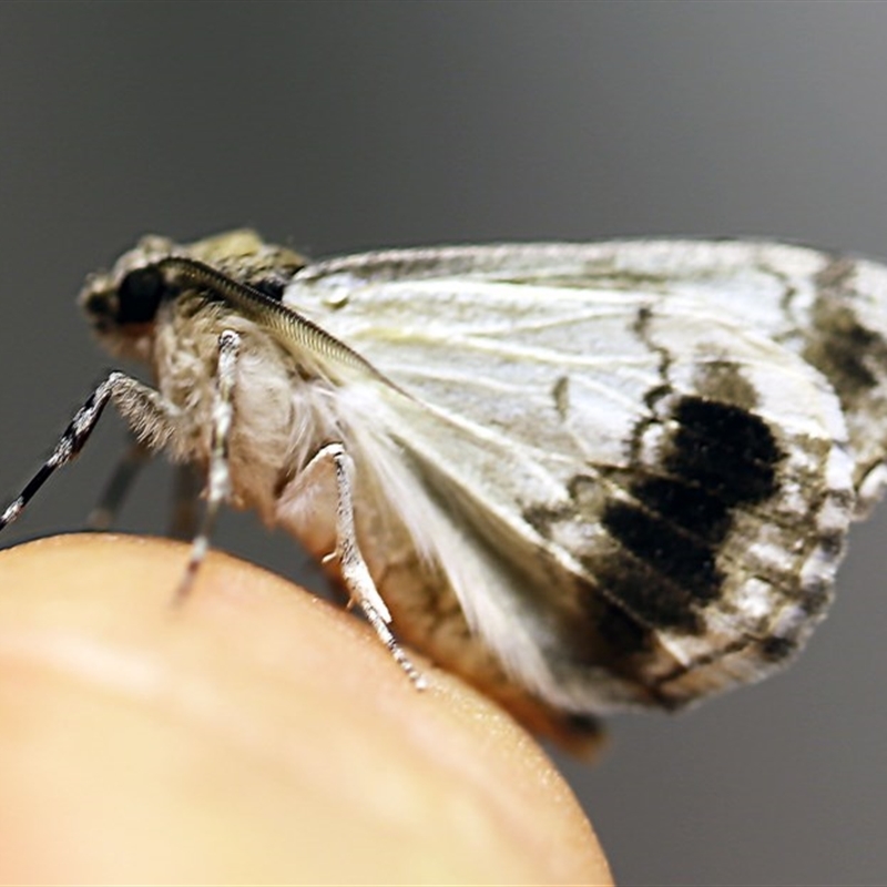 Male underside