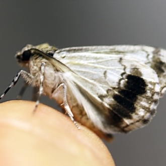 Male underside