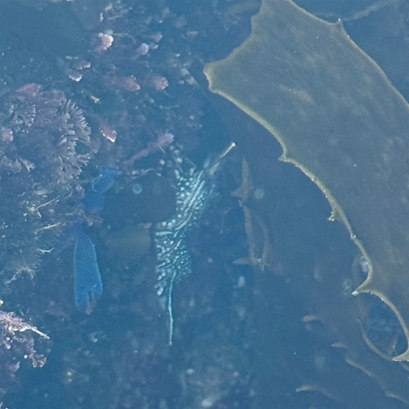 Rhynchocinetes serratus