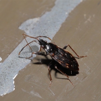 Rhyparochromidae (family)