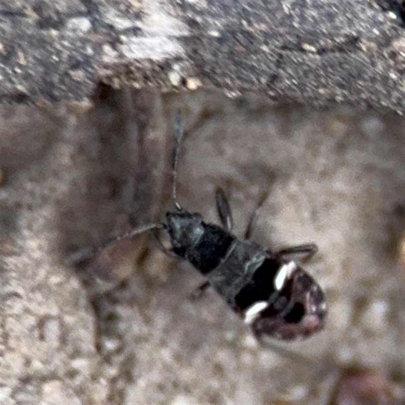 Rhyparochromidae (family)