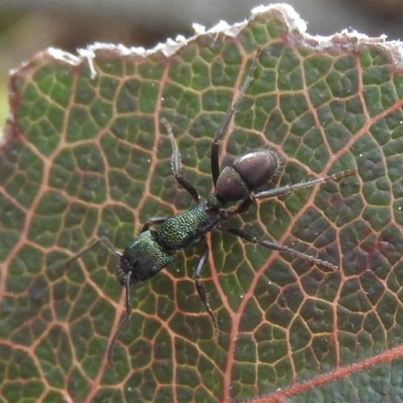 Rhytidoponera metallica