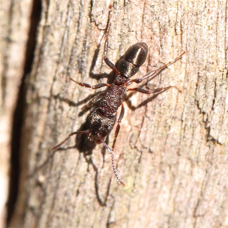 Rhytidoponera tasmaniensis