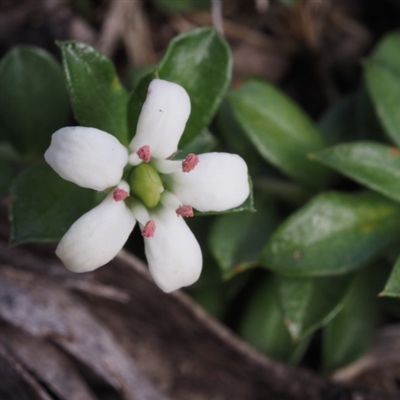 Rhytidosporum alpinum