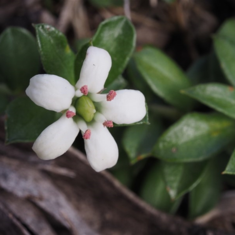 Rhytidosporum alpinum