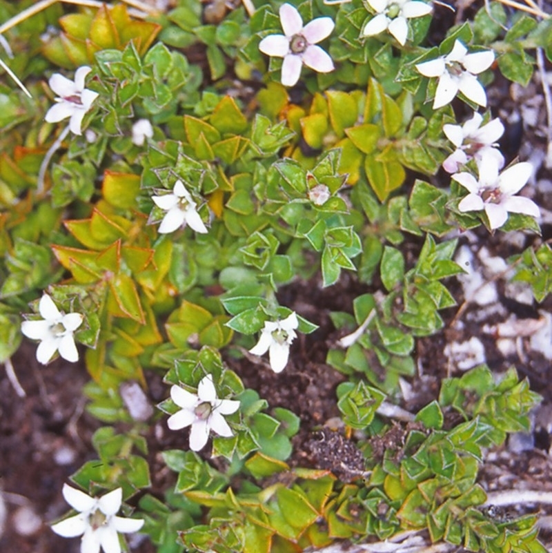 Rhytidosporum alpinum