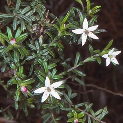 Rhytidosporum procumbens