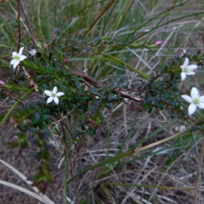 Rhytidosporum prostratum