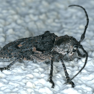 Rhytiphora nodosa