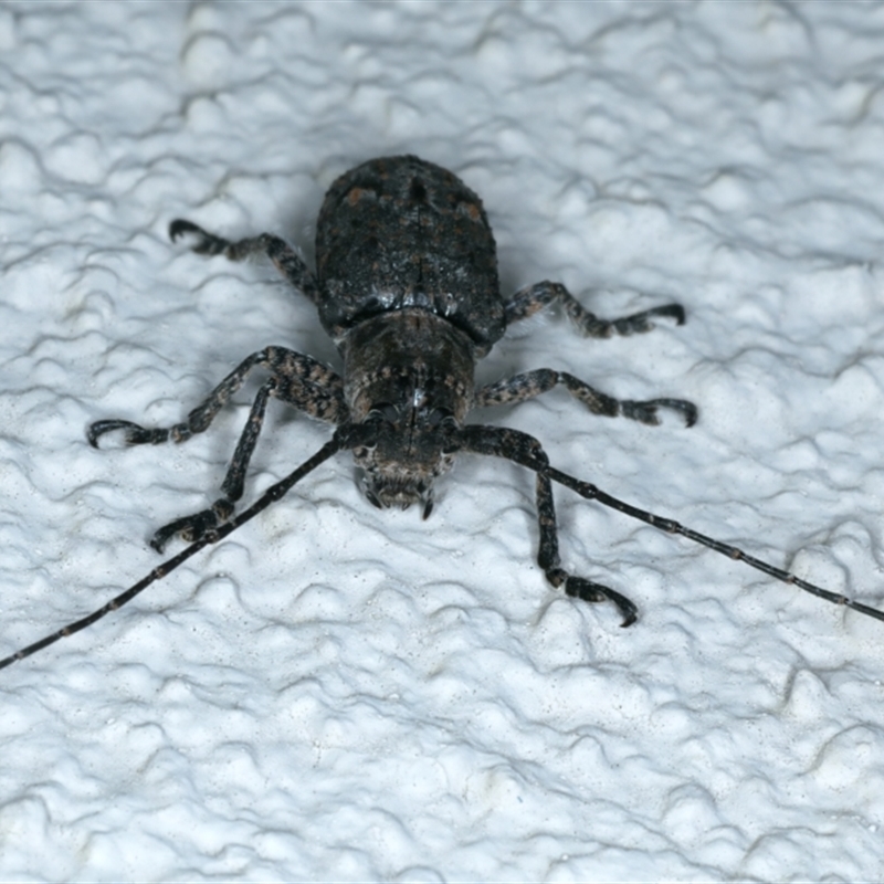 Rhytiphora nodosa