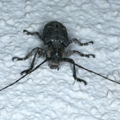 Rhytiphora nodosa