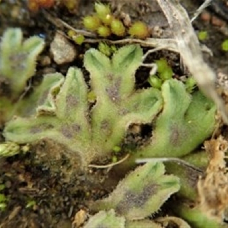 Riccia asprella