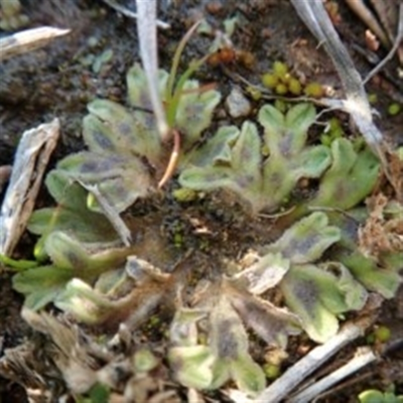 Riccia asprella