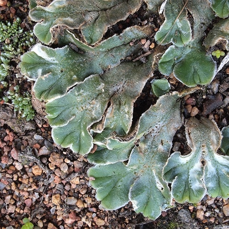 Riccia cartilaginosa