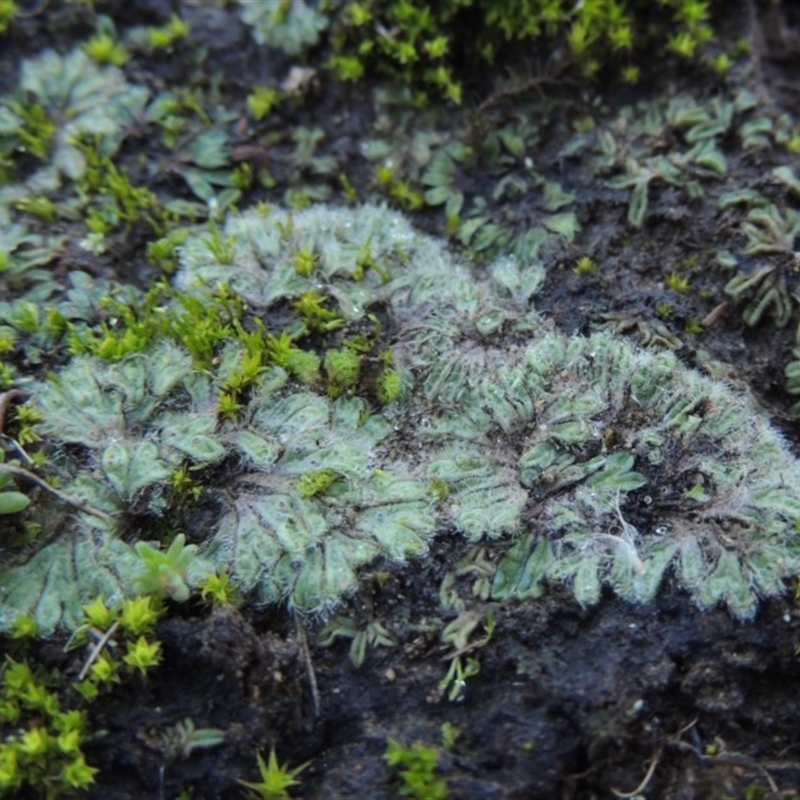 Riccia crinita