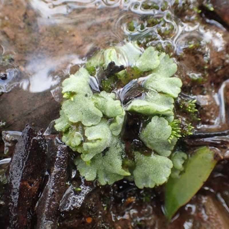 Riccia crystallina