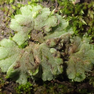 Riccia crystallina