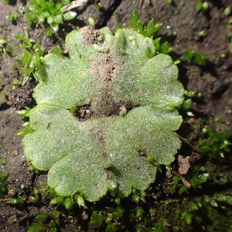 Riccia crystallina