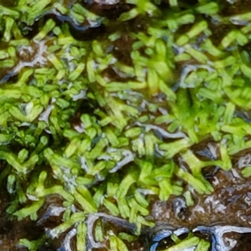 Riccia multifida