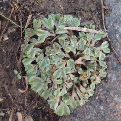 Riccia subbifurca